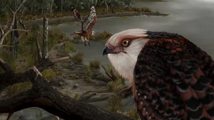 Орел возрастом 25 млн лет. Ученые открыли один из старейших видов хищных птиц