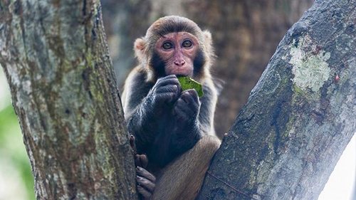 В Европе зафиксированы случаи новой болезни — оспы обезьян