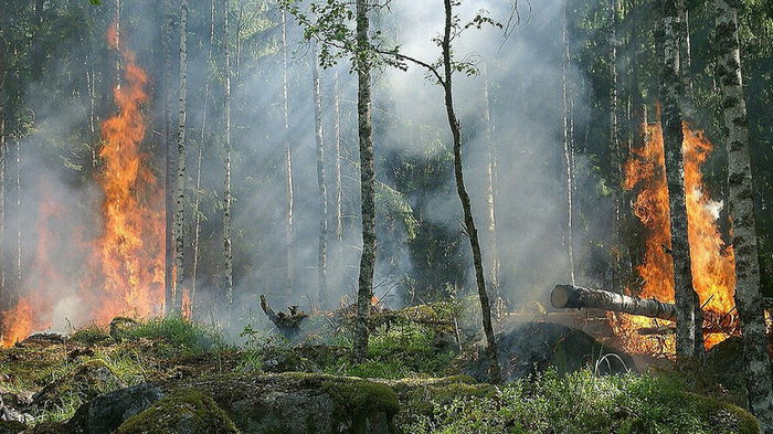 Во Франции вспыхнули первые лесные пожары