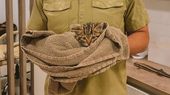 В Одесской области спасли редких лесных котят (фото)