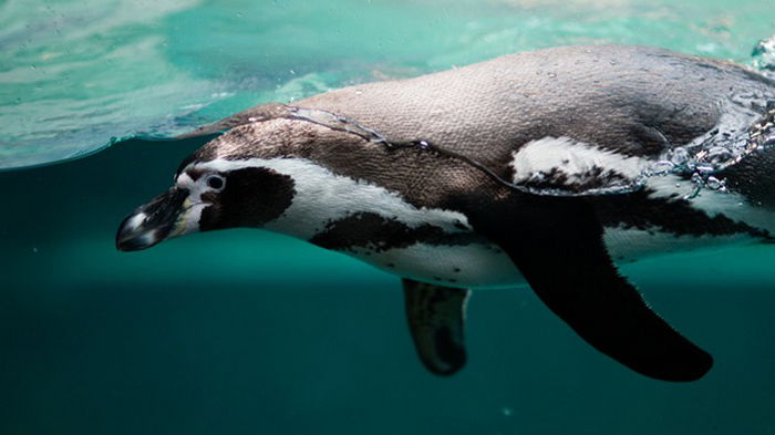 В Японии пингвины «объявили» голодовку