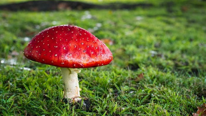 В Минздраве сообщили о числе случаев отравления грибами в этом году