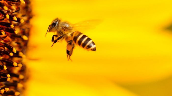 Изменение климата приводит к деформации пчел — исследование